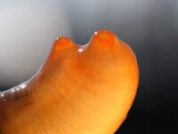 Ciona intestinalis 51, Doorschijnende zakpijp, Saxifraga-Sytske Dijksen