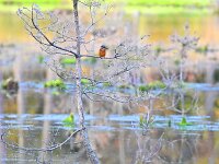 Alcedo atthis 196, IJsvogel, Saxifraga-Tom Heijnen