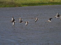 Anser anser 103, Grauwe gans, Saxifraga-Jan Nijendijk