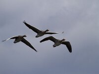 Anser anser 106, Grauwe gans, Saxifraga-Jan Nijendijk
