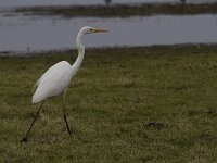 Ardea alba 151, Grote zilverreiger, Saxifraga-Jan Nijendijk