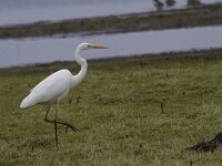 Ardea alba 152, Grote zilverreiger, Saxifraga-Jan Nijendijk