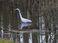 Ardea alba 153, Grote zilverreiger, Saxifraga-Jan Nijendijk