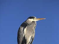 Ardea cinerea 182, Blauwe reiger,Saxifraga-Roel Meijer  Resting Grey heron (Ardea cinerea) on blue sky : grey heron, gray heron, heron, standing, blue sky, bird, fauna, avifauna, wildlife, nature, natural, resting, 1, one
