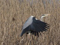 Ardea cinerea 183, Blauwe reiger, Saxifraga-Jan Nijendijk