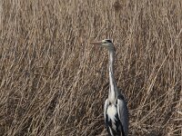 Ardea cinerea 185, Blauwe reiger, Saxifraga-Jan Nijendijk