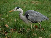 Ardea cinerea 186, Blauwe reiger, Saxifraga-Ed Stikvoort : A900