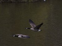 Branta canadensis 34, Grote canadese gans, Saxifraga-Jan Nijendijk