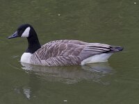 Branta canadensis 37, Grote canadese gans, Saxifraga-Jan Nijendijk