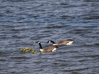 Branta canadensis 54, Grote Canadese Gans, Saxifraga-Peter Meininger