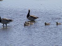 Branta leucopsis 154, Brandgans, Saxifraga-Jan Nijendijk