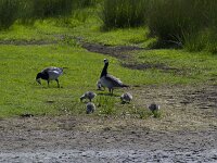 Branta leucopsis 155, Brandgans, Saxifraga-Jan Nijendijk