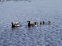 Branta leucopsis 157, Brandgans, Saxifraga-Jan Nijendijk