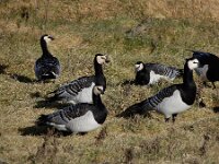 Branta leucopsis 177, Brandgans, Saxifraga-Ed Stikvoort : Zuidkust Schouwen