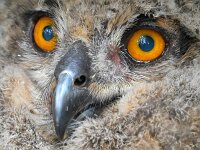 Bubo bubo 77, Oehoe, Saxifraga-Tom Heijnen