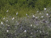Bubulcus ibis 134, Koereiger-breeding place, Saxifraga-Jan Nijendijk