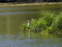 Bubulcus ibis 135, Koereiger, Saxifraga-Jan Nijendijk