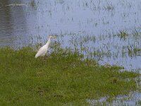 Bubulcus ibis 37, Koereiger, Saxifraga-Jan Nijendijk