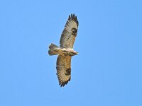 Buteo buteo 239, Buizerd, Saxifraga-Tom Heijnen