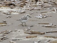 Calidris alba 101, Drieteenstrandloper, Saxifraga-Willem van Kruijsbergen