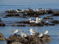 Calidris alba 102, Drieteenstrandloper, Saxifraga-Ed Stikvoort : Domburg