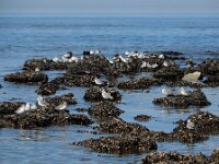 Calidris alba 104, Drieteenstrandloper, Saxifraga-Ed Stikvoort : Domburg