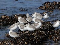 Calidris alba 105, Drieteenstrandloper, Saxifraga-Ed Stikvoort : Domburg