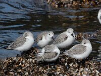 Calidris alba 106, Drieteenstrandloper, Saxifraga-Ed Stikvoort : Domburg