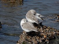 Calidris alba 108, Drieteenstrandloper, Saxifraga-Ed Stikvoort : Domburg