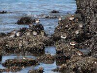 Calidris maritima 54, Paarse strandloper, Saxifraga-Ed Stikvoort : Domburg