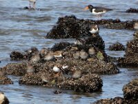 Calidris maritima 55, Paarse strandloper, Saxifraga-Ed Stikvoort : Domburg