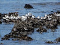 Calidris maritima 56, Paarse strandloper, Saxifraga-Ed Stikvoort : Domburg
