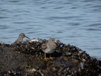 Calidris maritima 57, Paarse strandloper, Saxifraga-Ed Stikvoort : neeltje jans