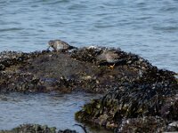 Calidris maritima 58, Paarse strandloper, Saxifraga-Ed Stikvoort : neeltje jans