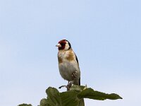 Carduelis carduelis,Putter,man,Saxifraga-Roel Meijer  European goldfinch (Carduelis carduelis) on top of apple tree : European goldfinch, goldfinch, Carduelis carduelis, bird, songbird, apple tree, wildlife, nature, natural, avifauna, fauna