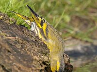 Carduelis spinus 6, Sijs, Saxifraga-Luuk Vermeer