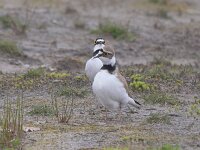 Charadrius dubius 50, Kleine plevier, Saxifraga-Tom Heijnen