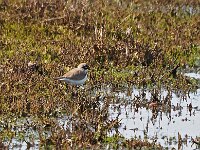 Charadrius dubius 56, Kleine plevier, Saxifraga-hANS dEKKER