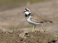 Charadrius dubius 86, Kleine plevier, Saxifraga-Mark Zekhuis