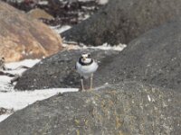 Charadrius hiaticula 48, Bontbekplevier, Saxifraga-Willem van Kruijsbergen