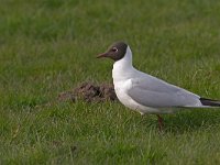 Larus ridibundus  Kokmeeuw in Putterpolder : Larus ridibundus