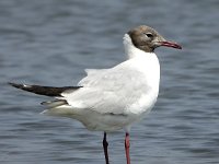 Chroicocephalus  ridibundus 19, Kokmeeuw, Saxifraga-Iztok Skornik