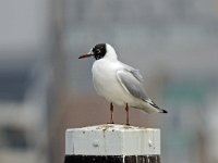 Chroicocephalus  ridibundus 25, Kokmeeuw, Saxifraga-Ab H Baas