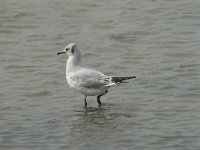 Chroicocephalus  ridibundus 47, Kokmeeuw, Saxifraga-Willem van Kruijsbergen