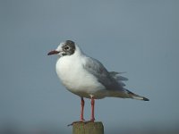 Chroicocephalus  ridibundus 5, Kokmeeuw, Saxifraga-Marijke Verhagen