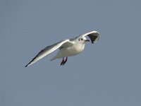 Chroicocephalus  ridibundus 7, Kokmeeuw, winter plumage, adult, Saxifraga-Jan van der Straaten