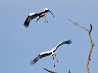 Ciconia ciconia, White Stork