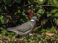 Columba palumbus 100, Houtduif, Saxifraga-Jan van der Straaten