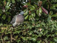 Columba palumbus 102, Houtduif, Saxifraga-Jan van der Straaten