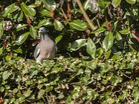 Columba palumbus 104, Houtduif, Saxifraga-Jan van der Straaten